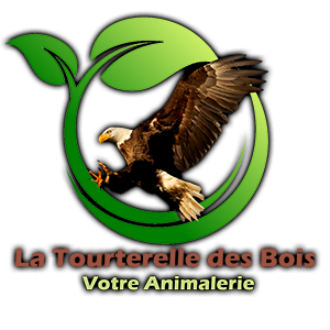 LA TOURTERELLE DES BOIS